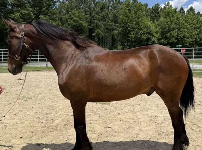 Bay Morgan Gelding Bay Morgan Gelding