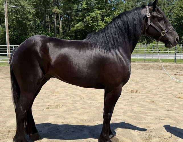 Black Draft Gelding Black Draft Gelding