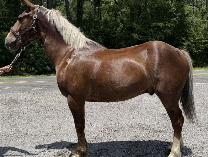 Sorrel Draft Gelding Sorrel Draft Gelding