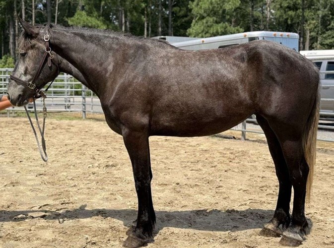 Grey Percheron Mare Grey Percheron Mare