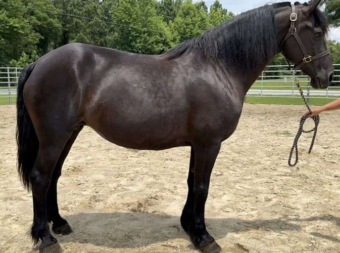 Black Percheron Mare Black Percheron Mare