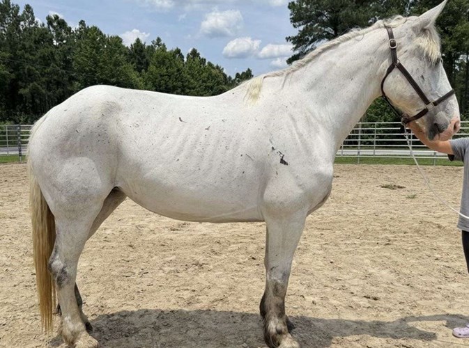 Grey Percheron Mare Grey Percheron Mare