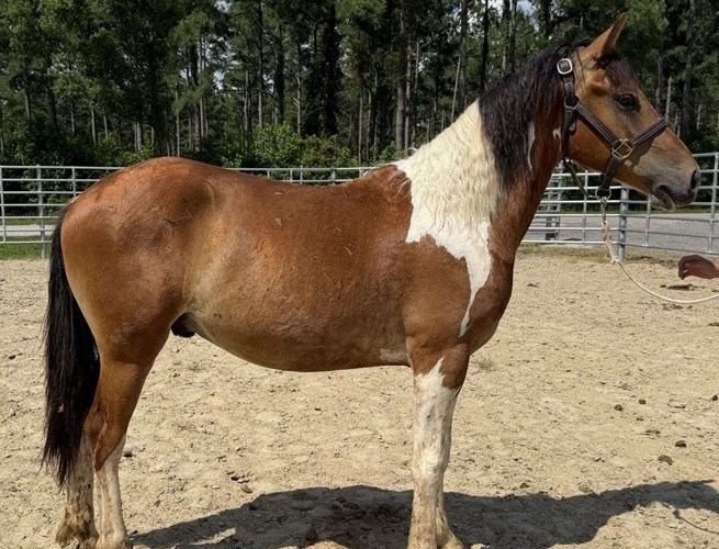 Pinto Paint Colt Pinto Paint Colt