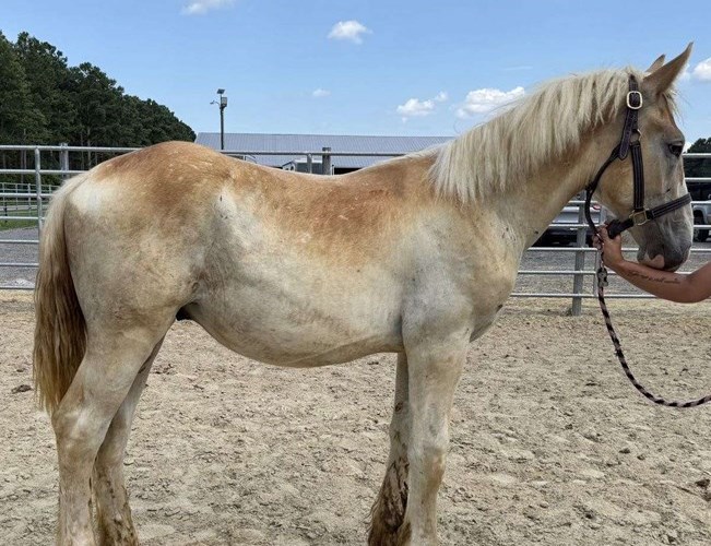 Sorrel Belgian Colt Sorrel Belgian Colt