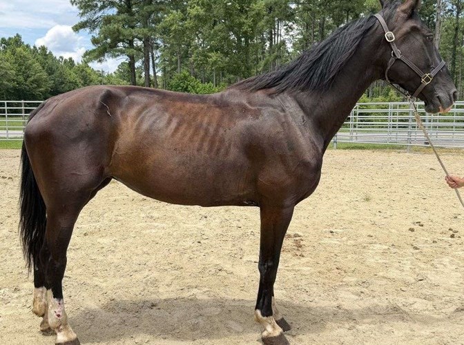 Black Quarter Horse Mare Black Quarter Horse Mare
