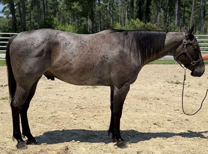 Blue Roan Quarter Horse Gelding Blue Roan Quarter Horse Gelding