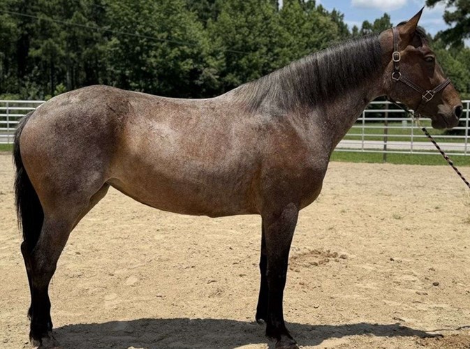Bay Roan Quarter Horse Mare Bay Roan Quarter Horse Mare
