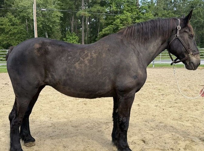 Black Percheron Mare Black Percheron Mare