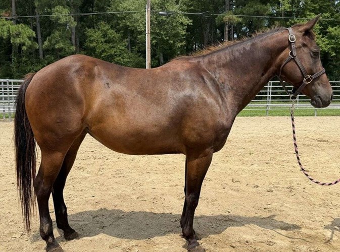 Bay Quarter Horse Mare Bay Quarter Horse Mare
