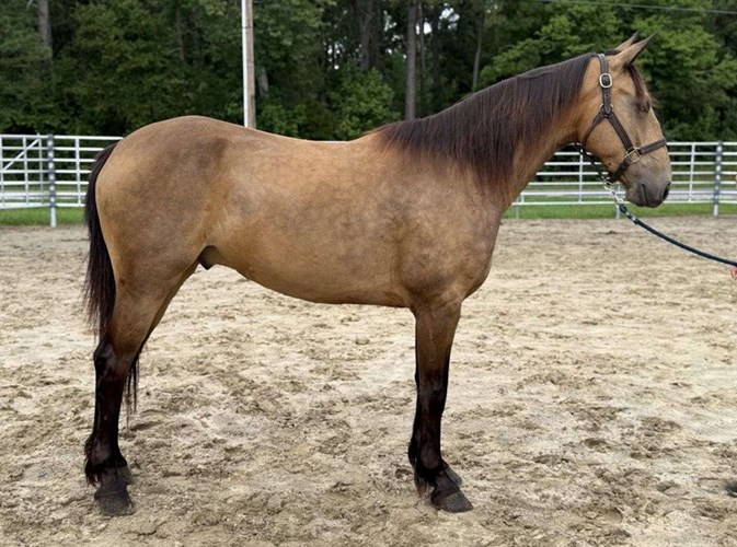 Buckskin Draft Gelding Buckskin Draft Gelding