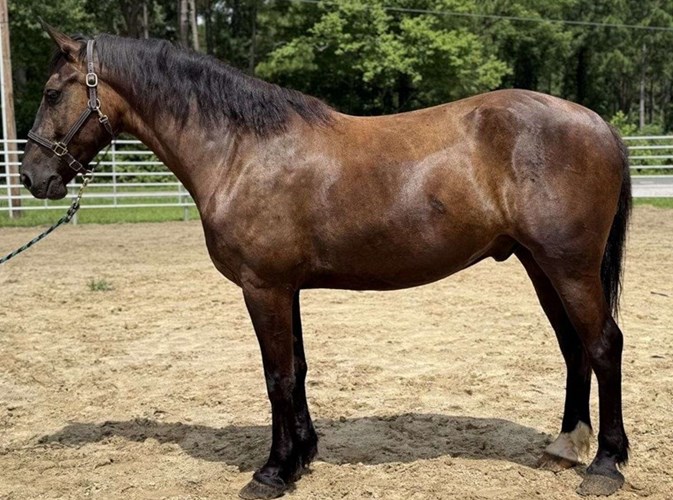 Bay Draft Gelding Bay Draft Gelding