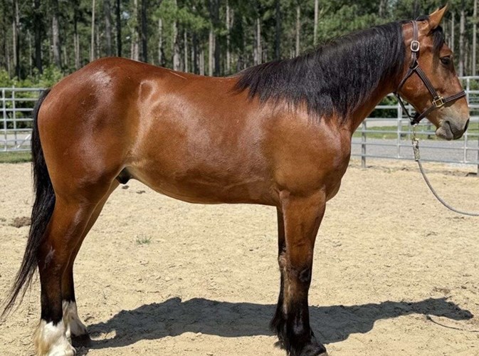 Bay Quarter Horse Gelding Bay Quarter Horse Gelding