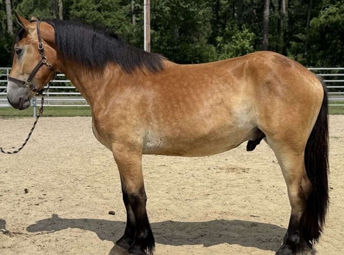 Buckskin Draft Gelding Buckskin Draft Gelding