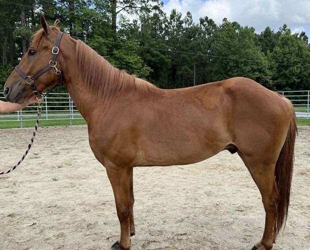 Sorrel Haflinger Gelding Sorrel Haflinger Gelding