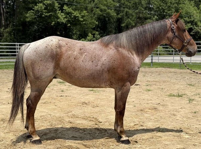 Red Roan Quarter Horse Gelding Red Roan Quarter Horse Gelding