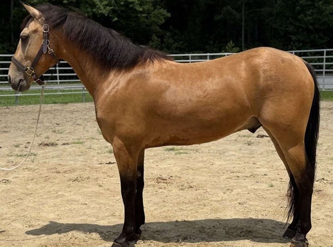 Buckskin Quarter Horse Gelding Buckskin Quarter Horse Gelding