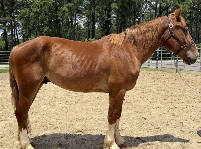 Sorrel Draft Gelding Sorrel Draft Gelding