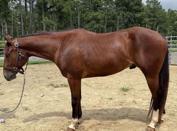 Bay Quarter Horse Gelding Bay Quarter Horse Gelding