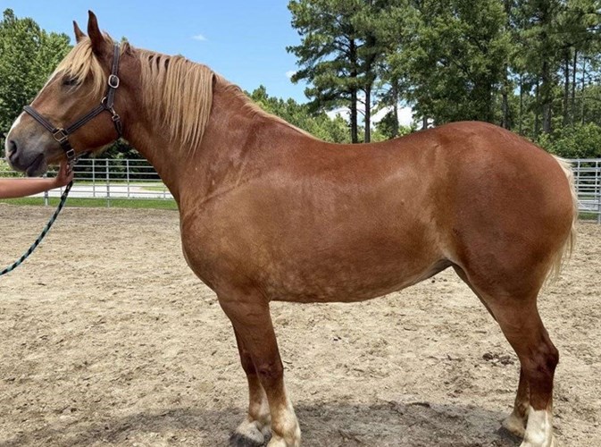 Sorrel Belgian Mare Sorrel Belgian Mare