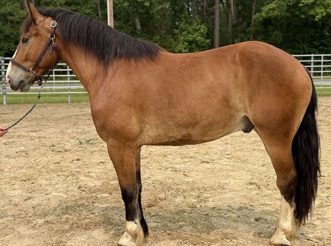 Bay Belgian Gelding Bay Belgian Gelding
