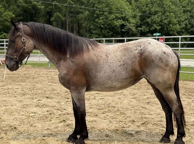 Bay Roan Quarter Horse Mare Bay Roan Quarter Horse Mare