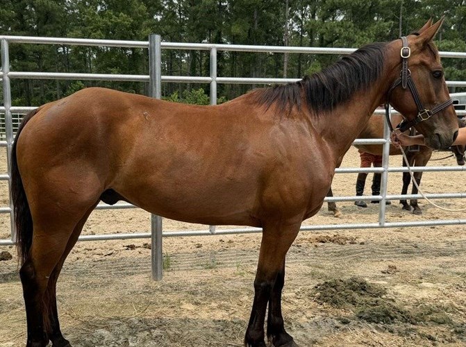 Bay Morgan Gelding Bay Morgan Gelding