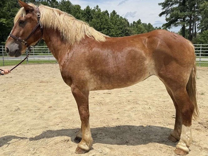 Sorrel Belgian Mare Sorrel Belgian Mare