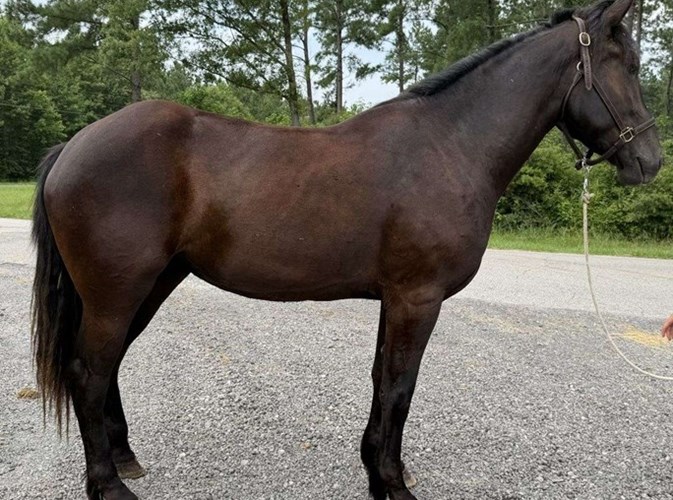Black Percheron Mare Black Percheron Mare