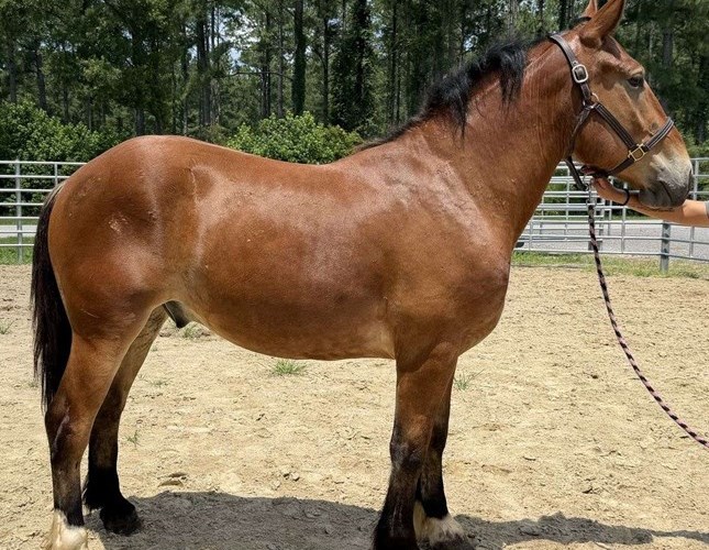 Bay Belgian Gelding Bay Belgian Gelding