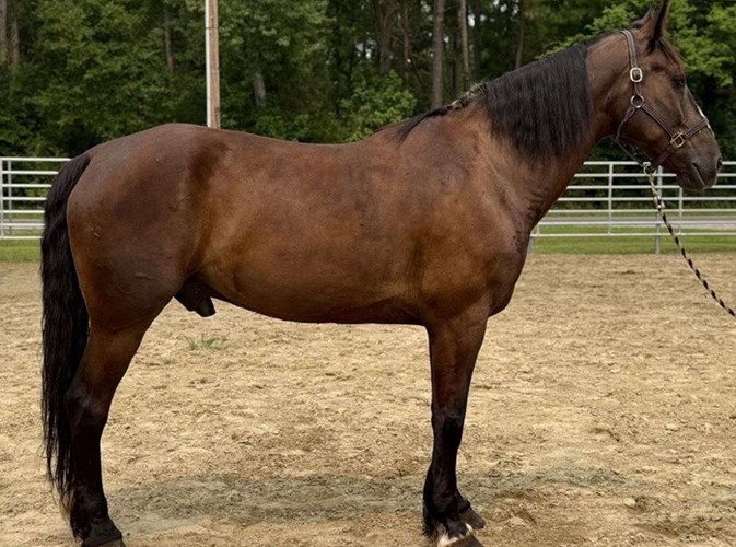 Bay Draft Gelding Bay Draft Gelding