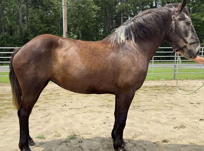 Grey Percheron Mare Grey Percheron Mare