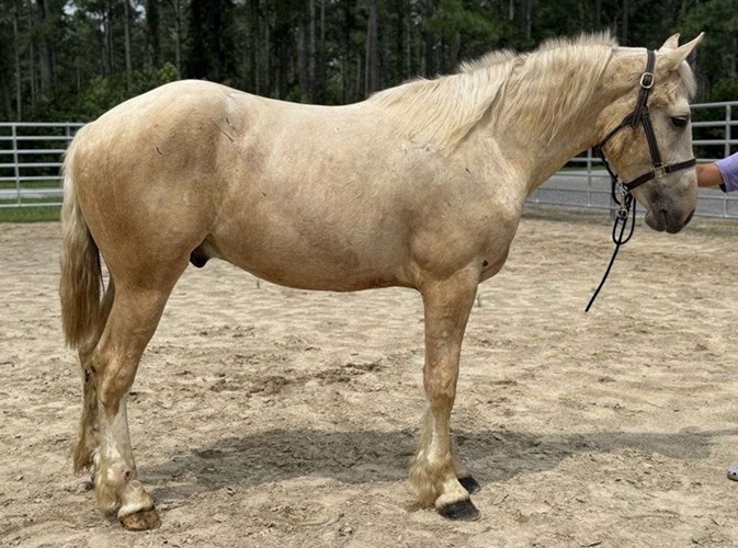 Palomino Quarter Horse Gelding Palomino Quarter Horse Gelding