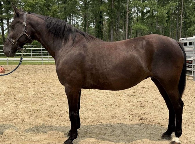 Black Draft Mare Black Draft Mare