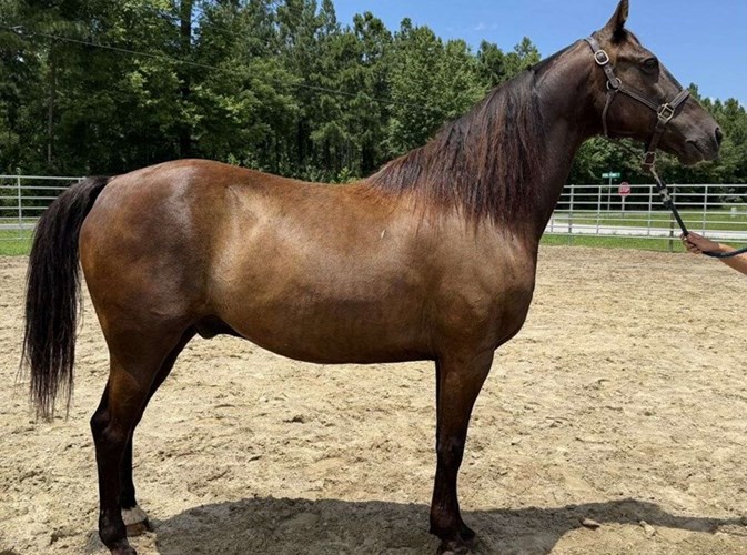 Bay Morgan Gelding Bay Morgan Gelding