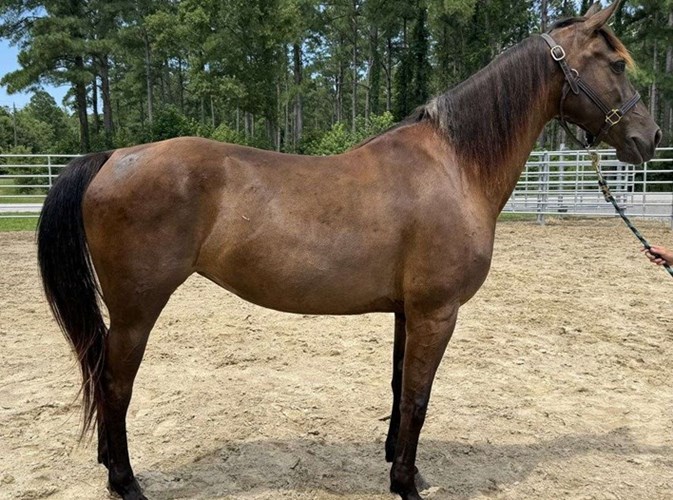 Bay Morgan Mare Bay Morgan Mare