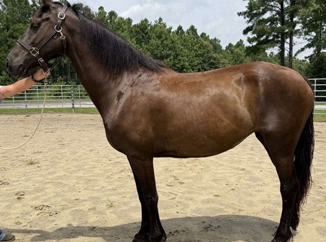 Bay Draft Mare Bay Draft Mare