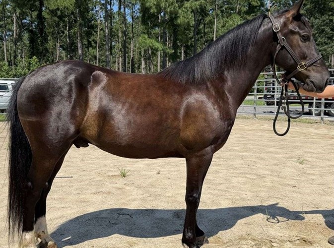 Black Quarter Horse Gelding Black Quarter Horse Gelding