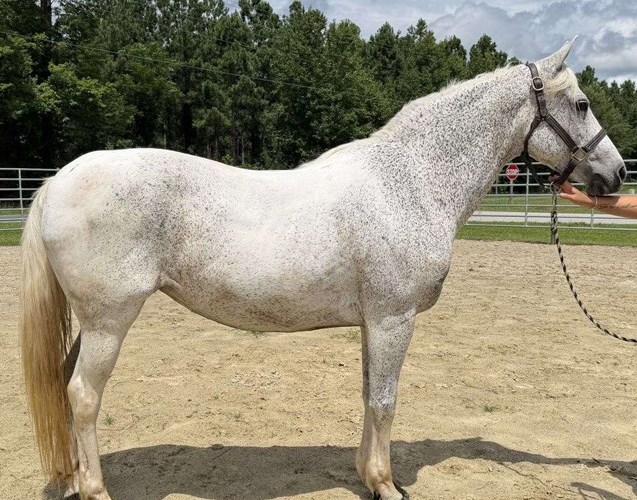 Grey Quarter Horse Mare Grey Quarter Horse Mare