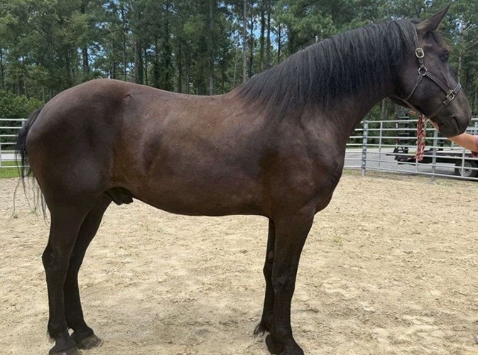 Black Percheron Gelding Black Percheron Gelding