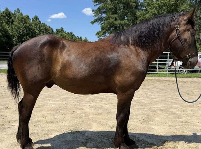 Black Percheron Gelding Black Percheron Gelding