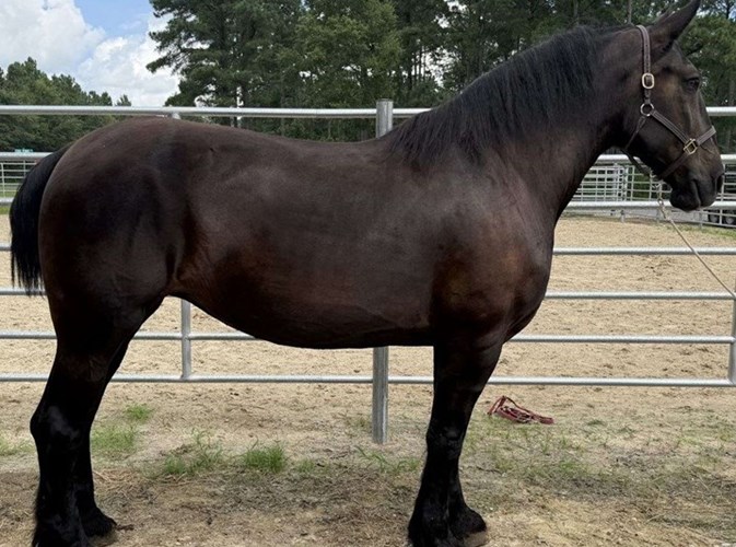 Black Percheron Mare Black Percheron Mare