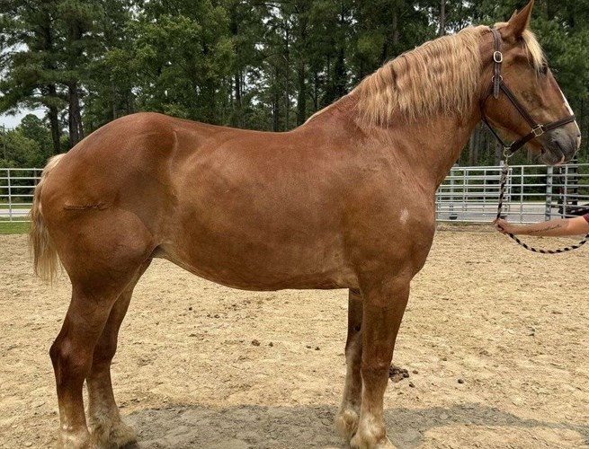 Sorrel Belgian Mare Sorrel Belgian Mare