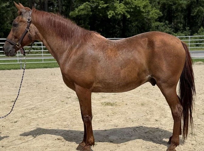 Red Roan Quarter Horse Gelding Red Roan Quarter Horse Gelding
