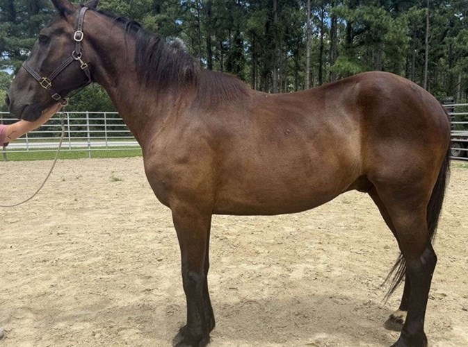 Bay Draft Gelding Bay Draft Gelding